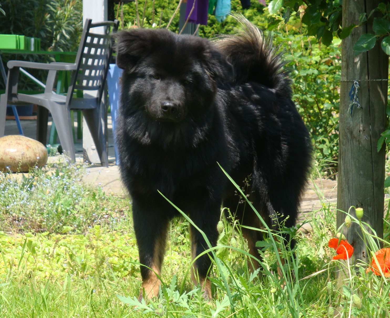 Boomer (Border Collie, Eurasier) Border Collie Eurasier 